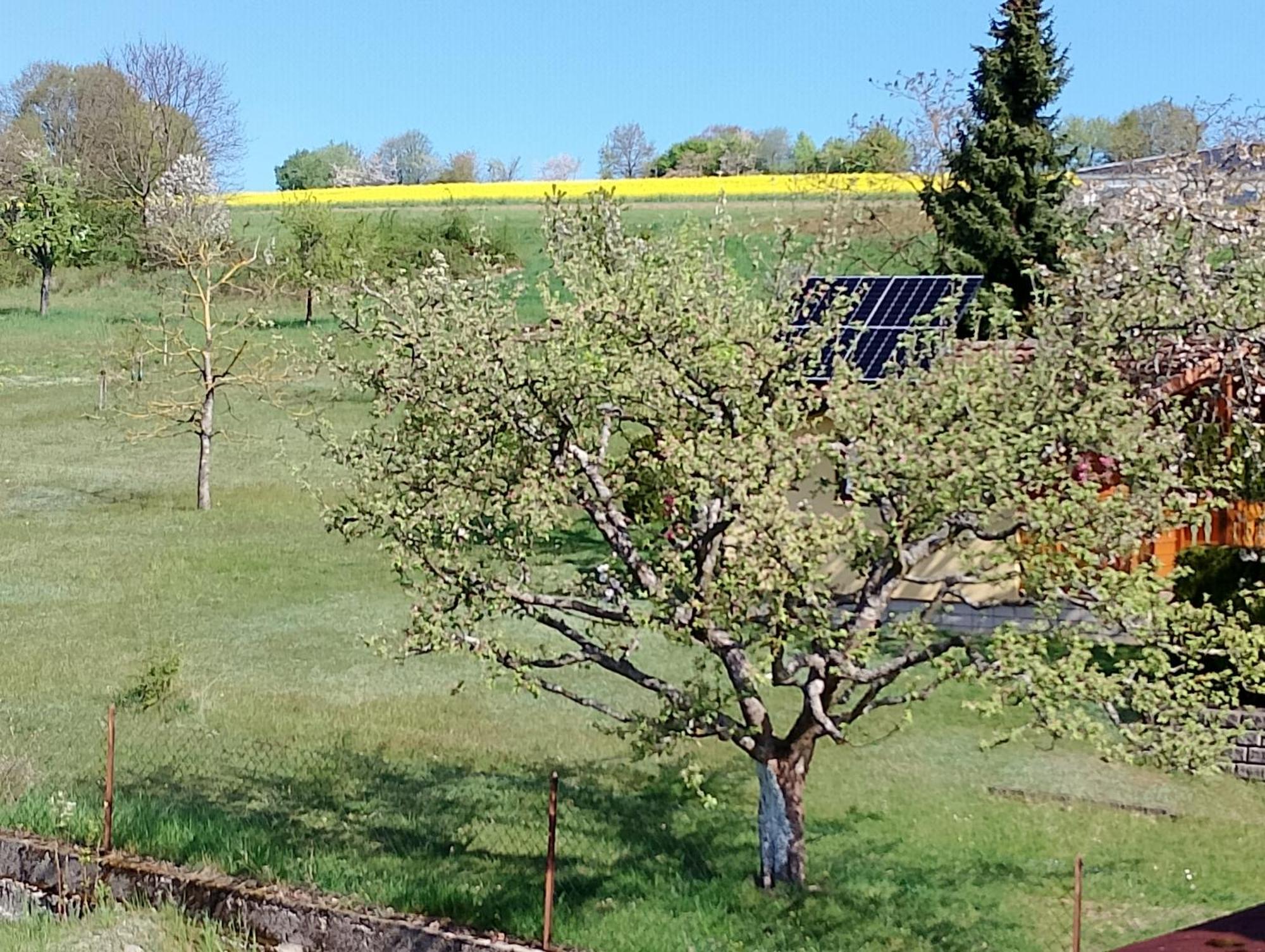 Waldfenster Pension Schmitt מראה חיצוני תמונה